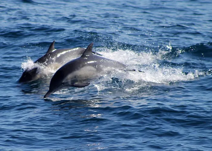Hibiscus Centrum Private Pool Family * 科拉雷侯